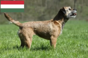Lee más sobre el artículo Criadores y cachorros de Border Terrier en Hungría