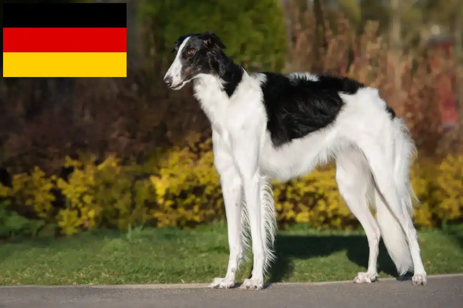 Lee más sobre el artículo Criadores de Borzoi y cachorros en Alemania