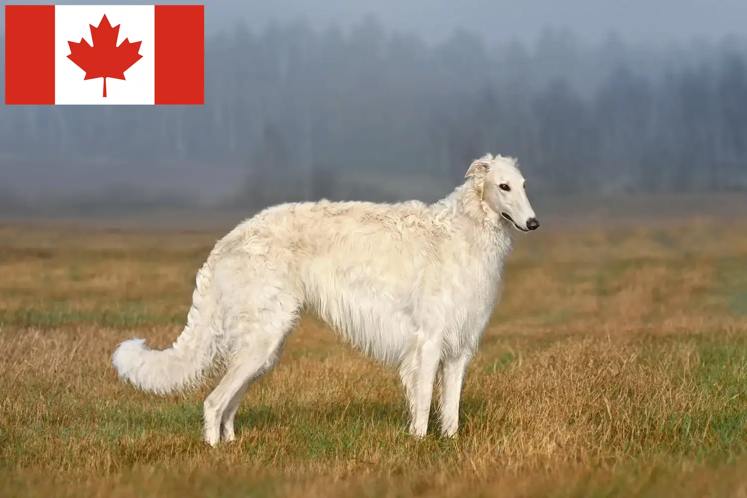 Lee más sobre el artículo Criadores de Borzoi y cachorros en Canadá