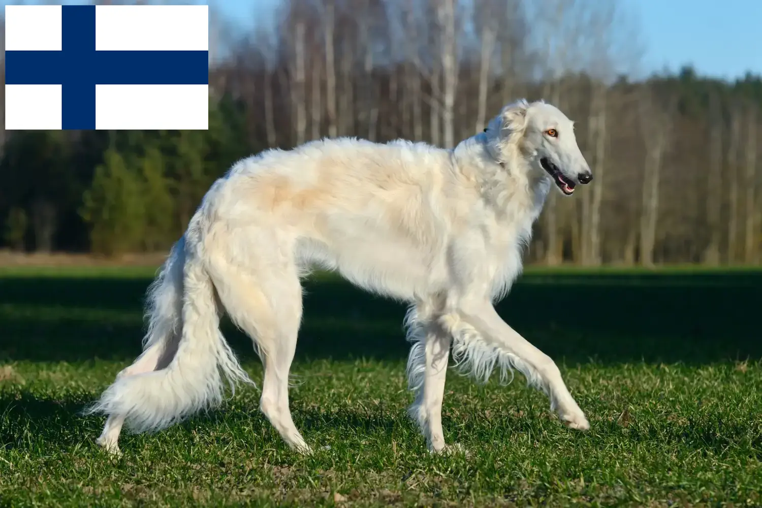 Lee más sobre el artículo Criadores de Borzoi y cachorros en Finlandia
