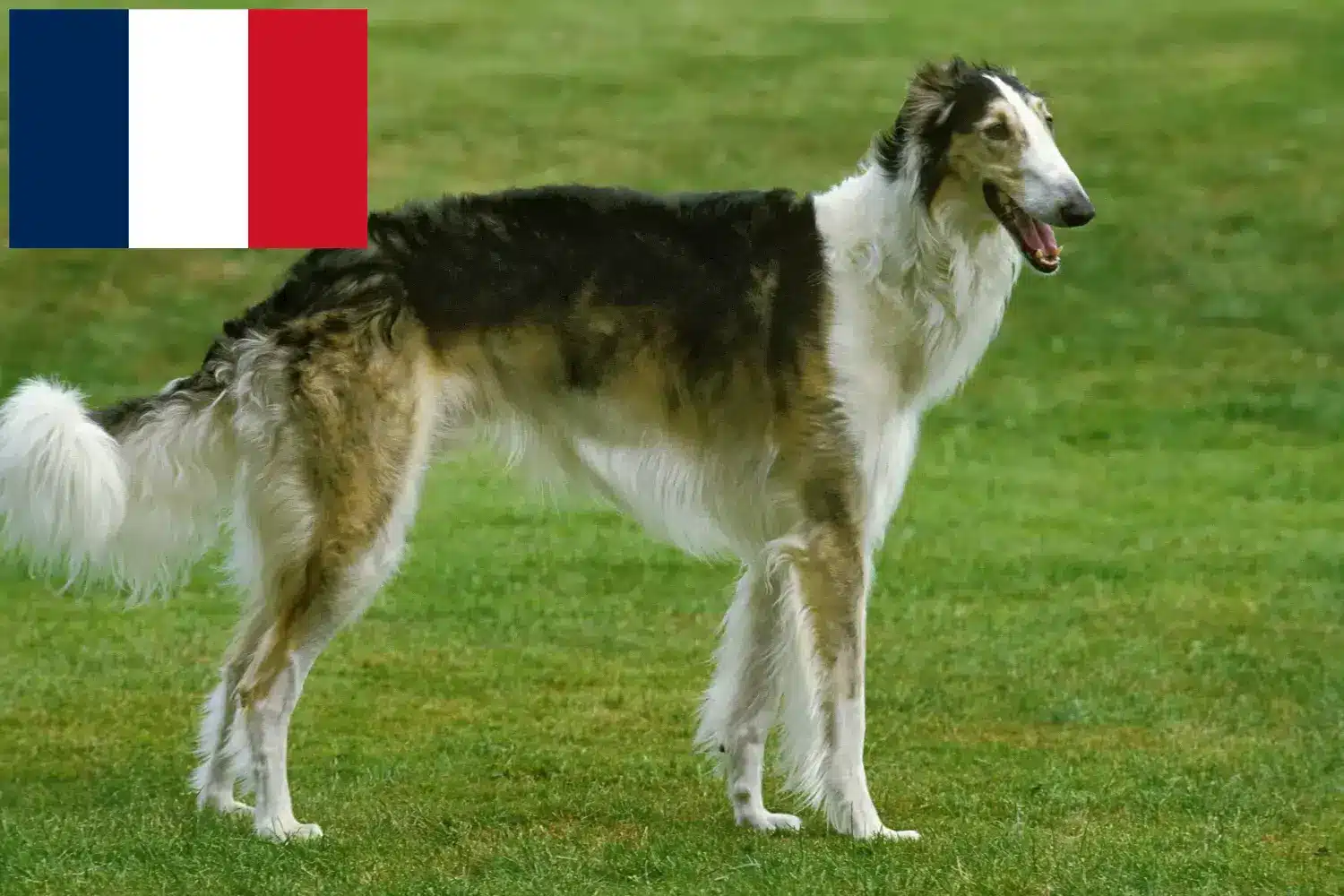 Lee más sobre el artículo Criadores de Borzoi y cachorros en Francia