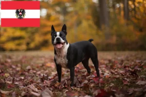 Lee más sobre el artículo Criadores y cachorros de Boston Terrier en Austria