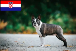 Lee más sobre el artículo Criadores de Boston Terrier y cachorros en Croacia