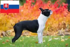 Lee más sobre el artículo Criadores de Boston Terrier y cachorros en Eslovaquia