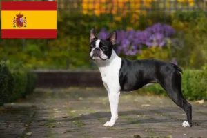 Lee más sobre el artículo Criadores y cachorros de Boston Terrier en España