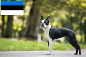 Lee más sobre el artículo Criadores y cachorros de Boston Terrier en Estonia