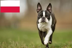 Lee más sobre el artículo Criadores de Boston Terrier y cachorros en Polonia