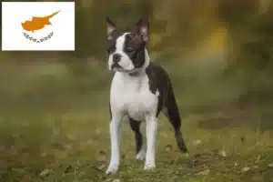 Lee más sobre el artículo Criadores de Boston Terrier y cachorros en Chipre
