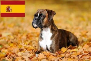 Lee más sobre el artículo Criadores de Boxer y cachorros en España
