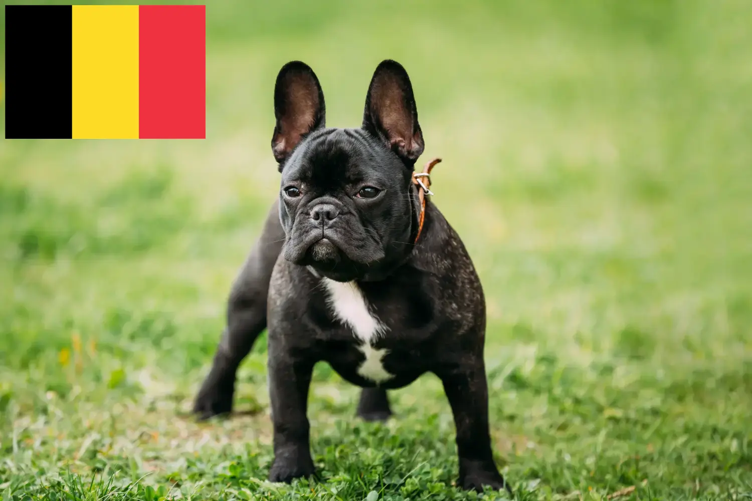 Lee más sobre el artículo Criadores de Bulldog Francés y cachorros en Bélgica