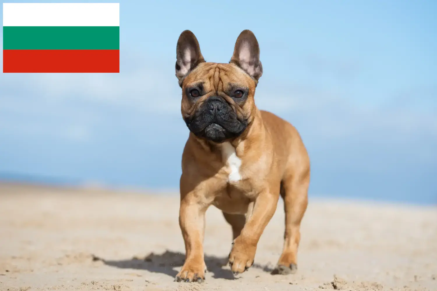 Lee más sobre el artículo Criadores de Bulldog Francés y cachorros en Bulgaria