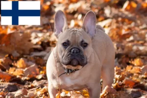 Lee más sobre el artículo Criadores de Bulldog Francés y cachorros en Finlandia