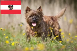 Lee más sobre el artículo Criadores de Cairn Terrier y cachorros en Austria