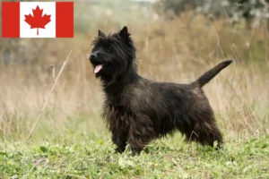Lee más sobre el artículo Cairn Terrier Criadores y Cachorros en Canadá