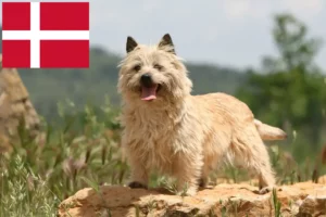 Lee más sobre el artículo Cairn Terrier criadores y cachorros en Dinamarca