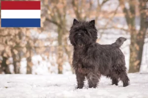 Lee más sobre el artículo Criadores de Cairn Terrier y cachorros en los Países Bajos
