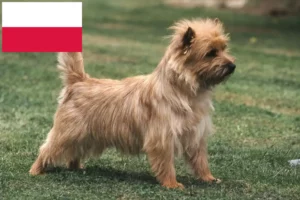 Lee más sobre el artículo Criadores de Cairn Terrier y cachorros en Polonia