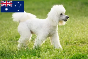 Lee más sobre el artículo Criadores de caniches y cachorros en Australia