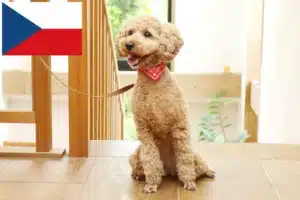 Lee más sobre el artículo Criadores de caniches y cachorros en la República Checa