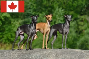 Lee más sobre el artículo Criadores de carillón de viento italiano y cachorros en Canadá