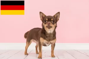 Lee más sobre el artículo Criadores de chihuahua y cachorros en Alemania