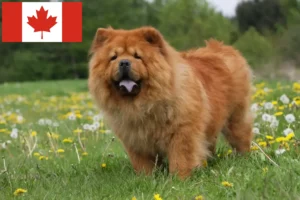 Lee más sobre el artículo Criadores de Chow Chow y cachorros en Canadá