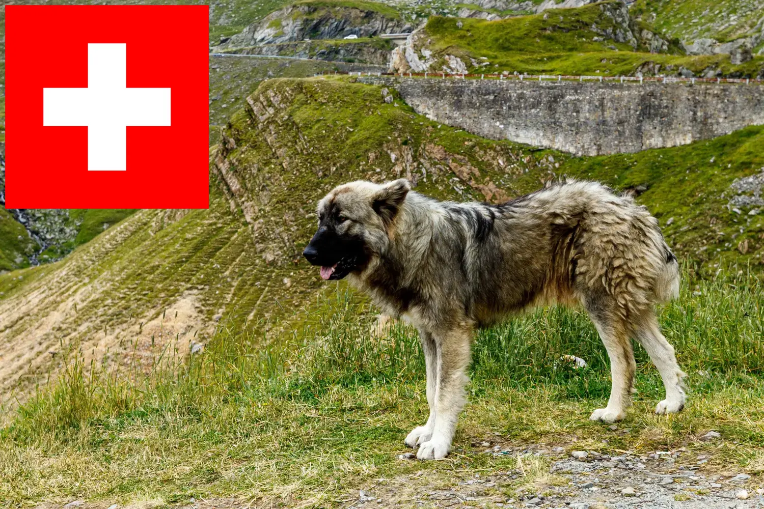 Ciobănesc Românesc Carpatin cachorros y criadores Suiza Aquí puedes encontrar criadores de Ciobănesc Românesc Carpatins en Suiza.