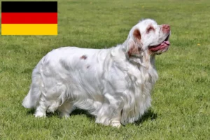 Lee más sobre el artículo Clumber Spaniel criadores y cachorros en Alemania