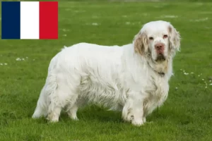 Lee más sobre el artículo Criadores y cachorros de Clumber Spaniel en Francia