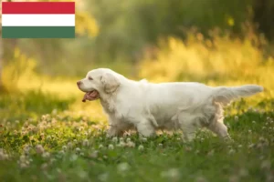 Lee más sobre el artículo Criadores de Clumber Spaniel y cachorros en Hungría