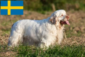 Lee más sobre el artículo Criadores y cachorros de Clumber Spaniel en Suecia