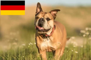 Lee más sobre el artículo Criadores de Bulldog Continental y cachorros en Alemania