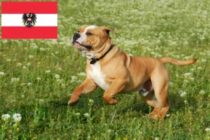 Lee más sobre el artículo Criadores de Bulldog Continental y cachorros en Austria