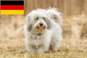 Lee más sobre el artículo Criadores y cachorros de Coton de Tuléar en Alemania
