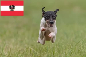 Lee más sobre el artículo Criadores y cachorros de Terrier Japonés en Austria