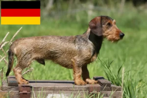 Lee más sobre el artículo Criadores de perros salchicha y cachorros en Alemania