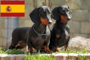 Lee más sobre el artículo Criadores de perros salchicha y cachorros en España