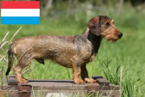 Lee más sobre el artículo Criadores de perros salchicha y cachorros en Luxemburgo