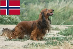 Lee más sobre el artículo Criadores de perros salchicha y cachorros en Noruega