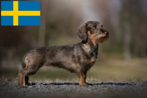 Lee más sobre el artículo Criadores de perros salchicha y cachorros en Suecia
