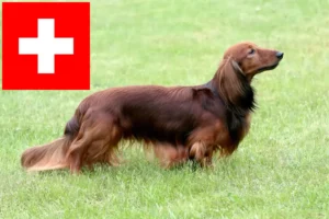 Lee más sobre el artículo Criadores de perros salchicha y cachorros en Suiza