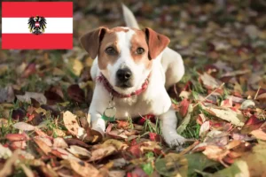 Lee más sobre el artículo Criadores de perros de granja daneses-suecos y cachorros en Austria