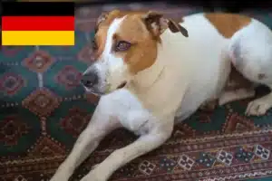 Lee más sobre el artículo Criadores de perros de granja daneses-suecos y cachorros en Alemania