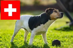 Lee más sobre el artículo Criadores de perros de granja daneses-suecos y cachorros en Suiza