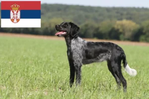 Lee más sobre el artículo Criadores y cachorros de Epagneul Breton en Serbia