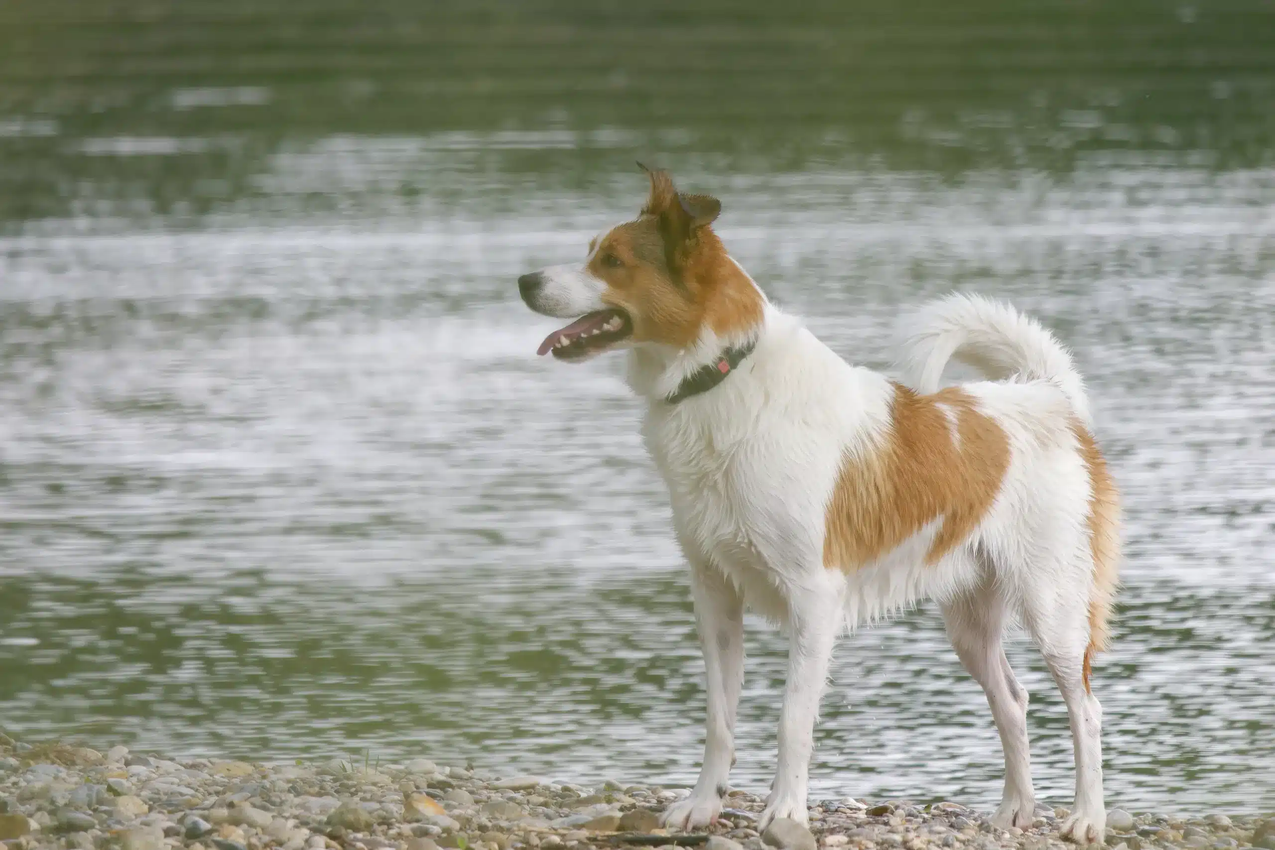 Lee más sobre el artículo Criador de Norrbottenspitz