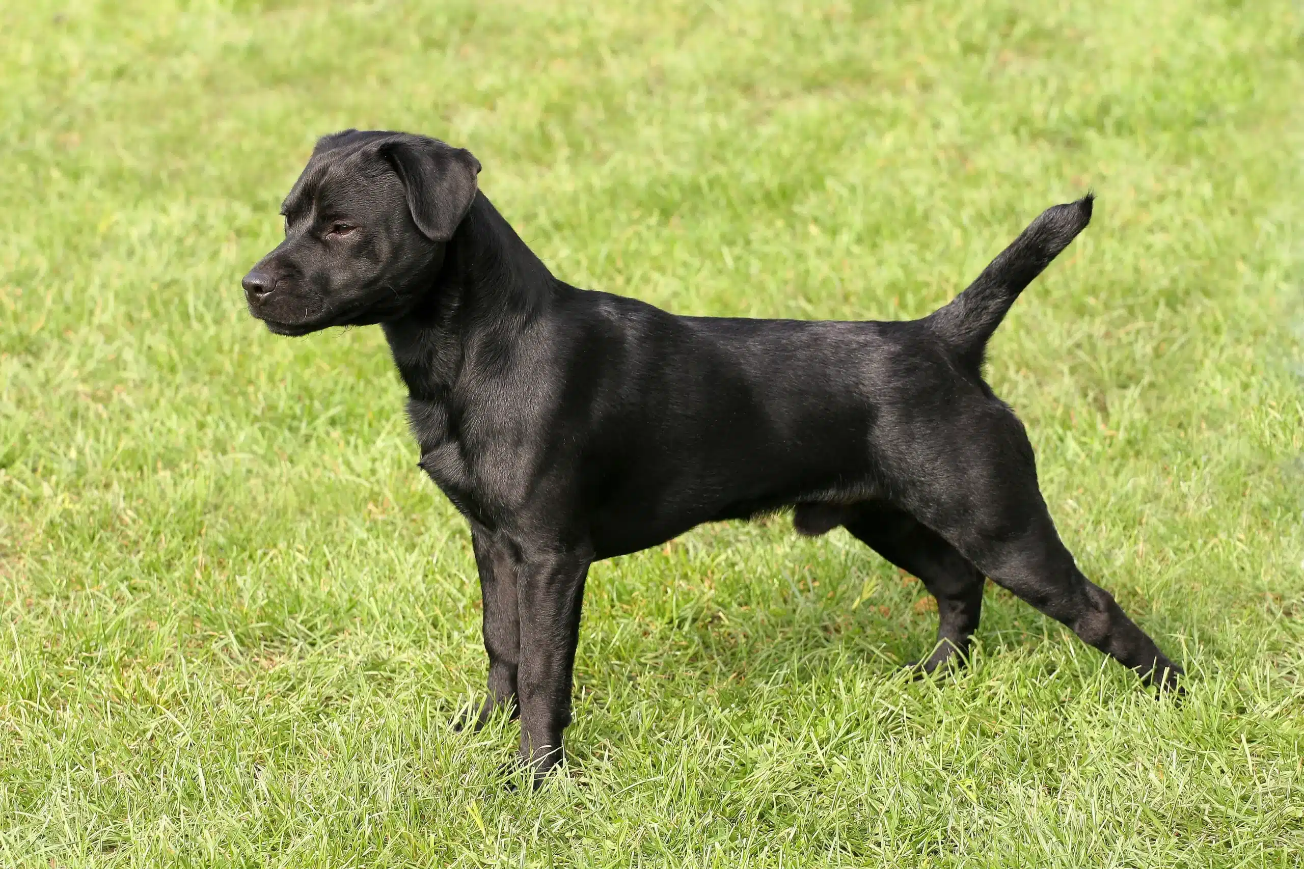Lee más sobre el artículo Criador de Patterdale Terrier