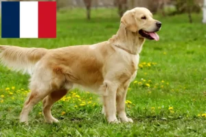 Lee más sobre el artículo Criadores de Golden Retriever y cachorros en Reunión