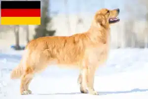 Lee más sobre el artículo Criadores y cachorros de Golden Retriever en Alemania