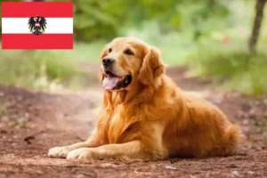 Lee más sobre el artículo Criadores y cachorros de Golden Retriever en Austria